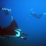 PADI IDC Thailand - Manta Rays in the Similans PADI IDC Thailand - Manta Rays in the Similans