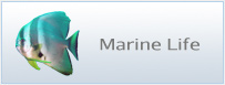 idc-marine-life