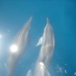 Dolphins in Honduras, Caribbean You can spot these intelligent creatures when you are out on our boats