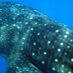 Whale Shark Every Divers dream to dive with a Whale Shark