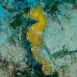 Marine Life - Sea Horse in Malta