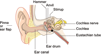 ear-sinuses