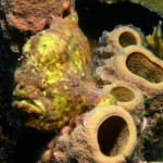 Bonaire Marine Life - Frogfish Bonaire Marine Life - Frogfish