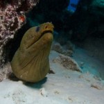 Bonaire, Caribbean Marine Life. Green Moray Eel Bonaire, Caribbean Marine Life. Green Moray Eel