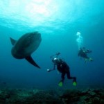 PADI IDC Bali - Fun dives in Bali with a Sunfish