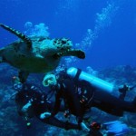 MSDT Deep diver training in Cozumel Marina Park. Students with close encounter turtles MSDT Deep diver training in Cozumel Marina Park. Students with close encounter turtles