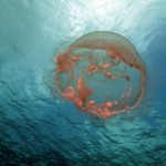 Bonaire Marine Life. Jellyfish in the Caribbean