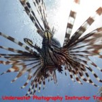 PADI IDC Vietnam Lionfish PADI IDC Vietnam Lionfish