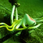 Marine Life - Take your Photography Speciality with Ulf Marine Life - Take your Photography Speciality with Ulf