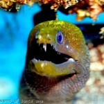 moray-eel