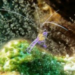 Marine life - Petersen shrimp Marine life - Petersen shrimp