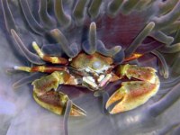 philippinnes-marine-life-crab