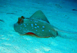 phuket-marine-life