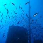 Wreck Diving - Dive the Rozi Wreck in Malta