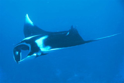 similans-islands-manta-ray