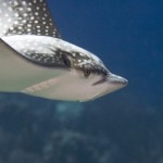 Bonaire Marine Life - Spotted Eagle Ray Bonaire Marine Life - Spotted Eagle Ray