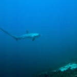 PADI IDC Phiippines. Thresher Shark PADI IDC Phiippines. Thresher Shark
