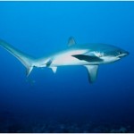 PADI IDC Philippines - Thresher Shark
