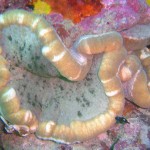 Adhesive Sea Anemone