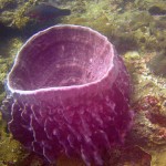 Barrel Sponge