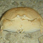Box Crab