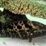 Brownmarbled Grouper