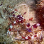 Coral Banded Cleaner Shrimp