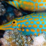 Coral Filefish