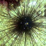 Diadema Spiny Sea Urchin