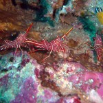 Durban Dancing Shrimps