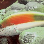 Forsters Hawkfish