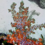 Hemprichs Soft Coral