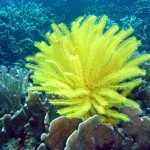 Long Arm Feather Star