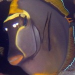 Orangespine Surgeonfish