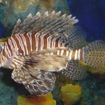 Pacific Lionfish