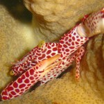 Red Spotted Crab