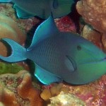 Red Tooth Triggerfish