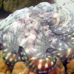 Reef- Octopus
