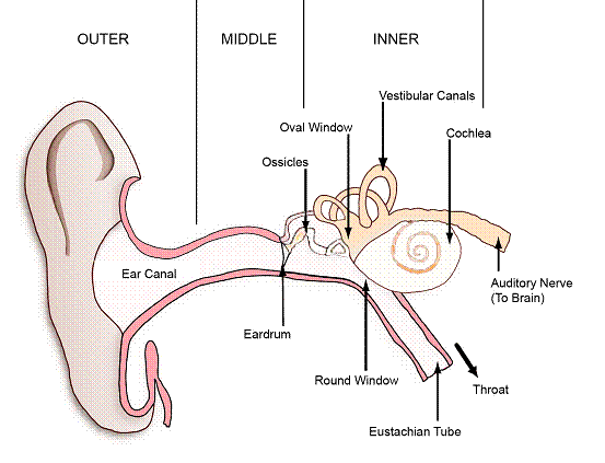 outter ear