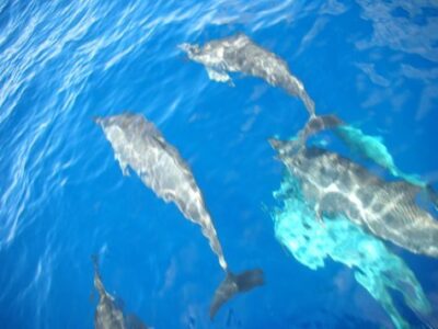 Dolphins on boat ride 2