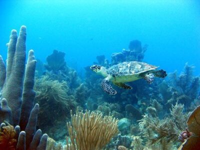 Turtle on Reef Utila