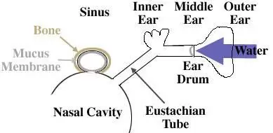 inner ear.jpg