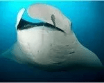 manta ray s 150x120 1