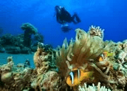 padi discover scuba diving dsd