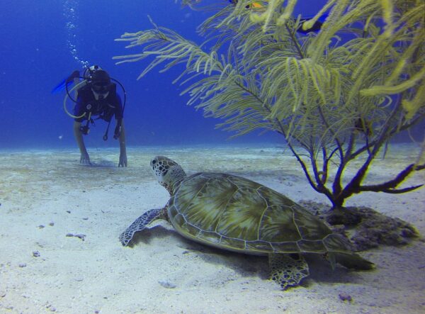 diver turtle mexico 549369