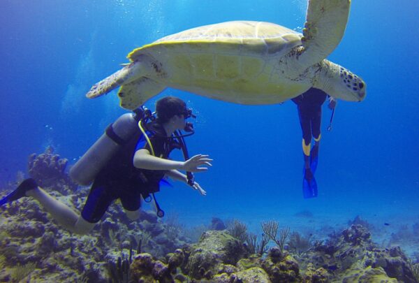 diver turtle nature 549380